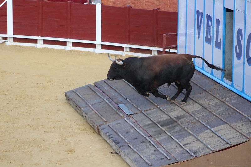 El Toro de la Vega 2017, “Príncipe”, es recibido con expectación por los tordesillanos