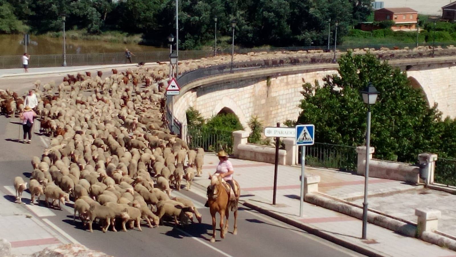 1.600 cabras y ovejas atraviesan Tordesillas