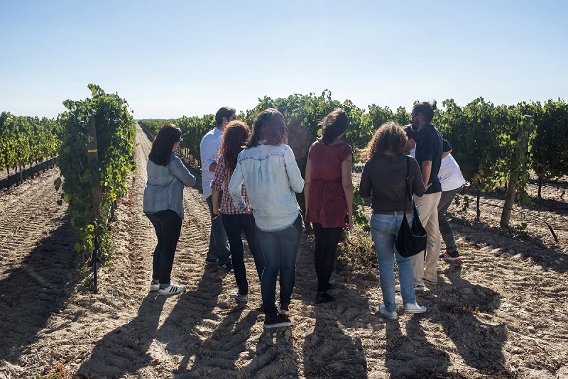 El enoturismo protagoniza la vendimia en la ruta del Vino de Rueda
