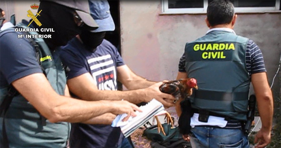 Trece detenidos por la celebración clandestina de peleas de gallos en Tordesillas