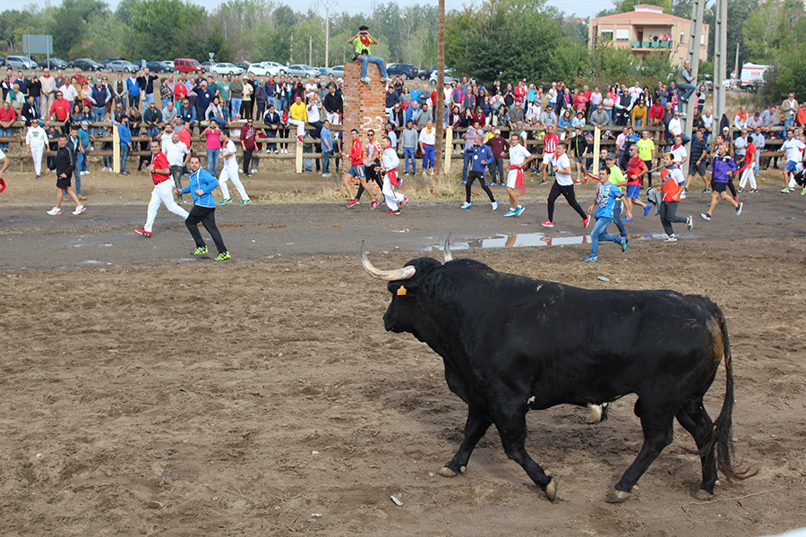 Tordesillas volverá a celebrar el Torneo del Toro de la Vega bajo una nueva ordenanza reguladora