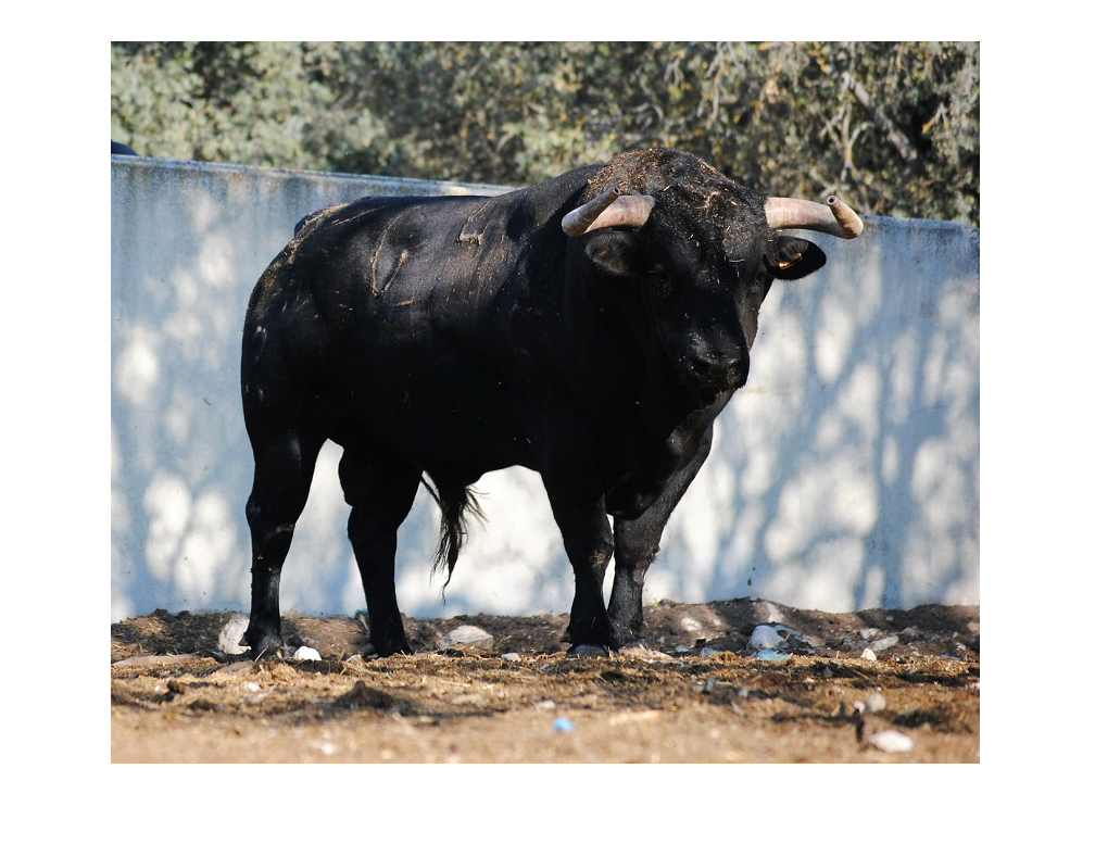 Tordesillas conoce las ganaderías que saldrán en sus encierros en honor a la Virgen de la Peña