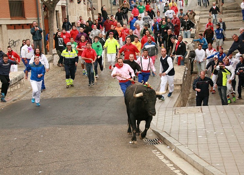 El Ayuntamiento de Tordesillas reclama la cabeza del último Toro de la Vega