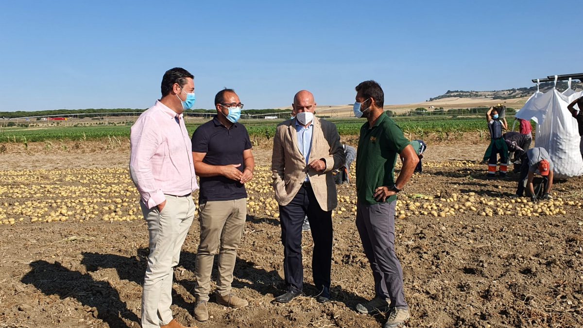 Tordesillas, referencia del mundo de la patata por su calidad