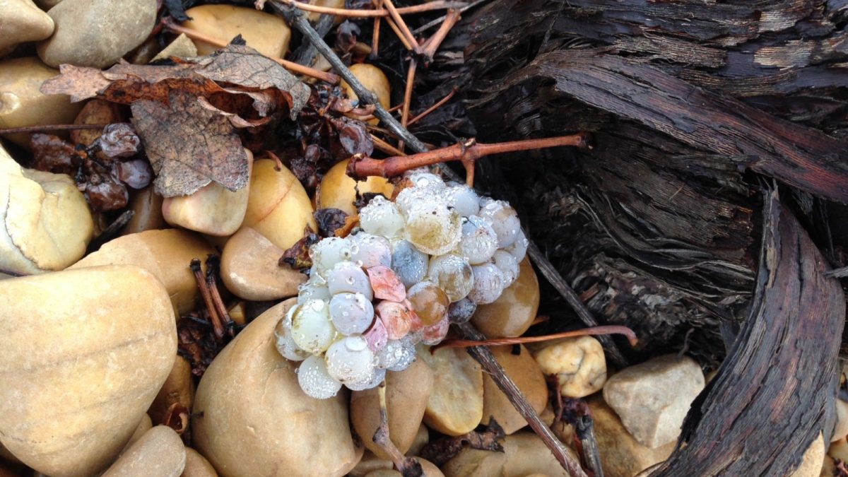 La Ruta del Vino de Rueda pasa por Tordesillas gracias a sus visitas teatralizadas