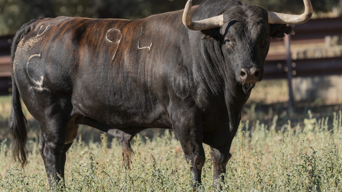 La ganadería Garcigrande protagonizará el Toro de la Vega 2025 con ‘Saltavallas’
