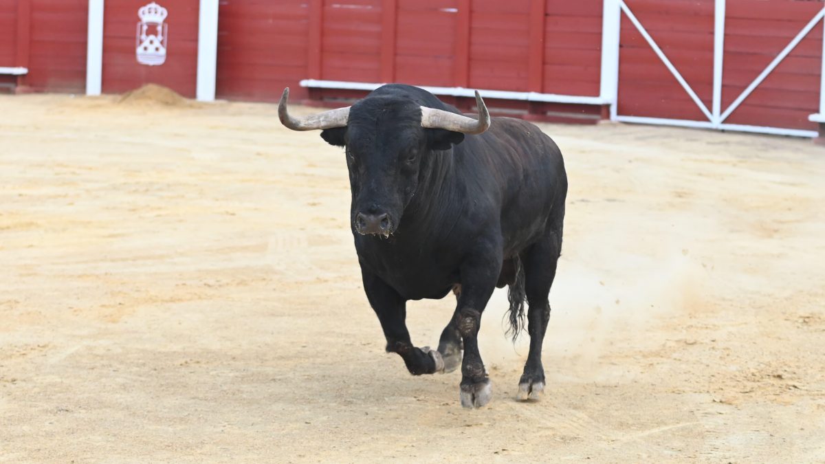 El Toro de la Vega 2025 y su sobrero crean expectación entre el público tordesillano