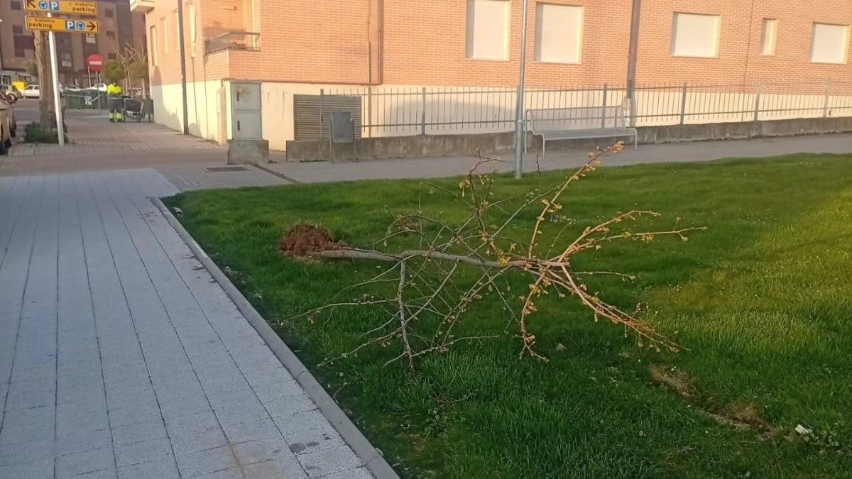 Arrancan varios árboles recién plantados en un nuevo acto vandálico